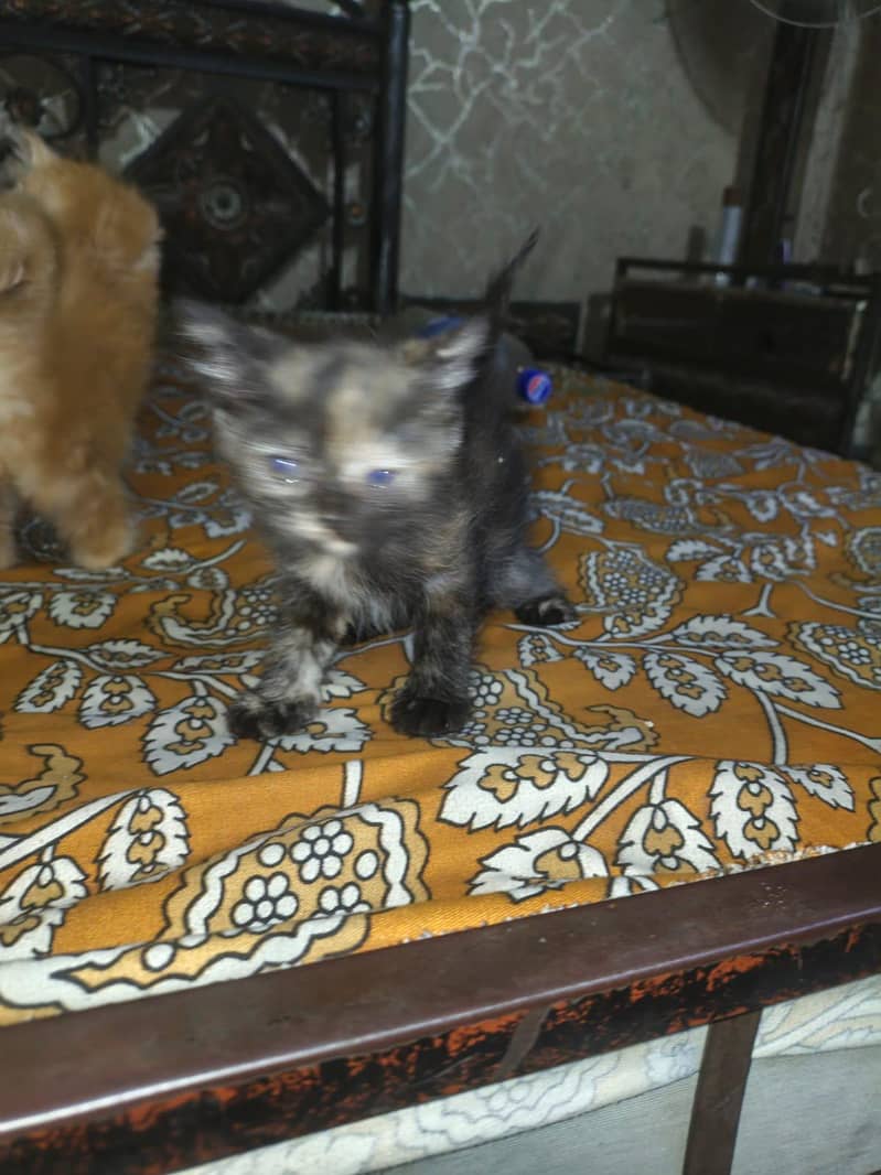 Persian 3