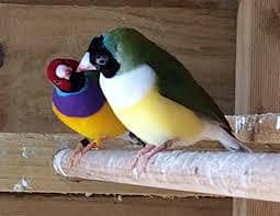 15 Pairs Goldian Finch For sale | Green | Yellow |Blue Goldian