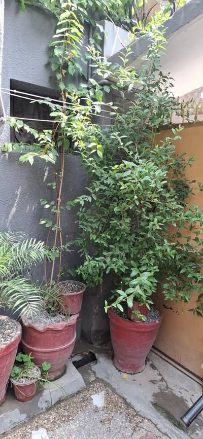 Plants For Sales
