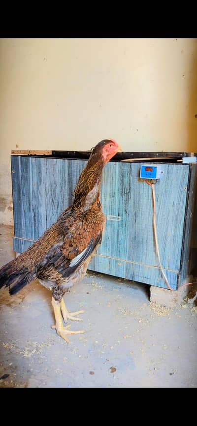 White lakha SHAMO FEMALES EGG LAYING