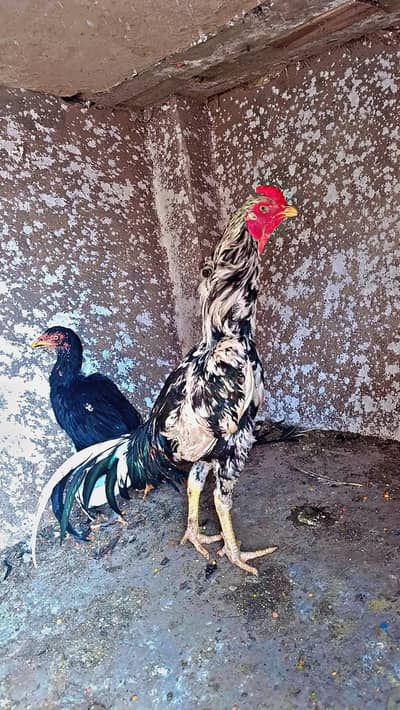 Cheena Aseel Patha long Tail