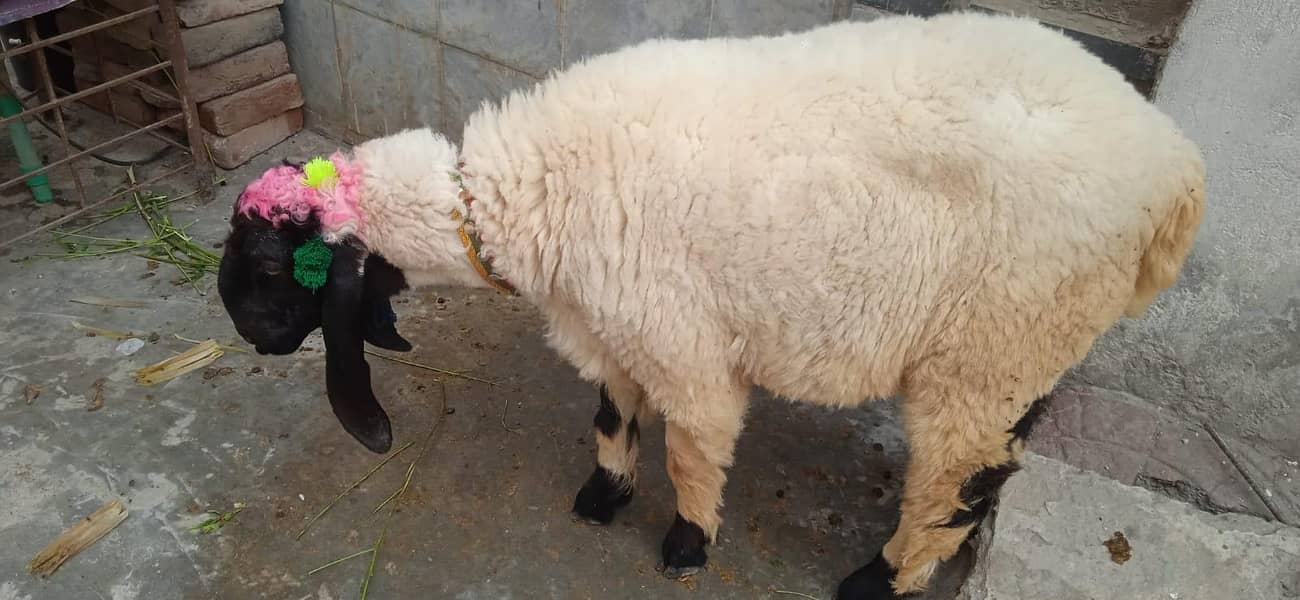 Sheep 0