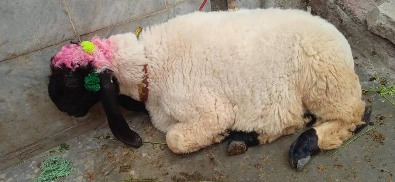Sheep 1