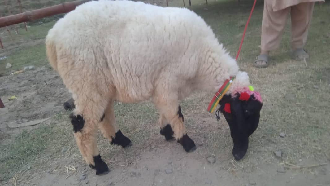Sheep 2
