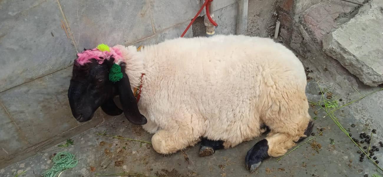 Sheep 3