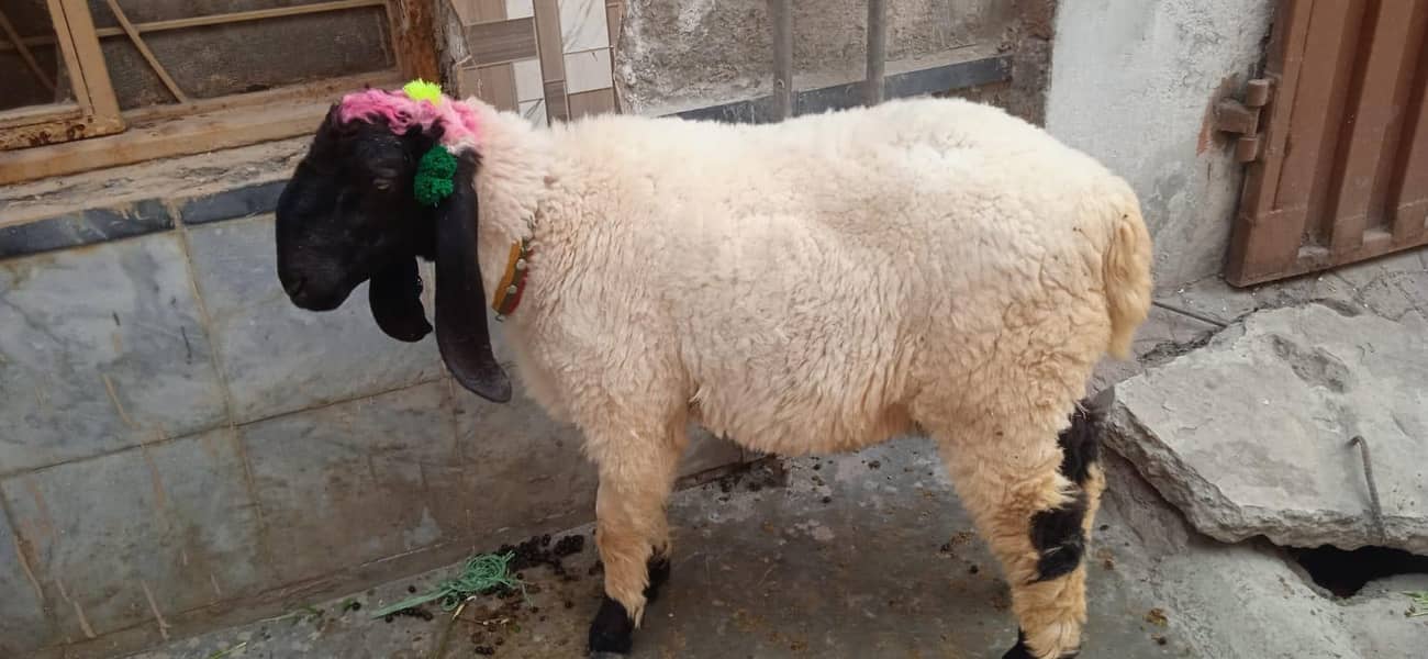 Sheep 4
