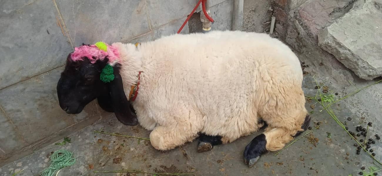 Sheep 5