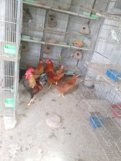 4 months healthy chicken
