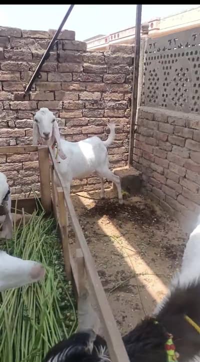 قربانی کے لیے بہترین بکرے۔