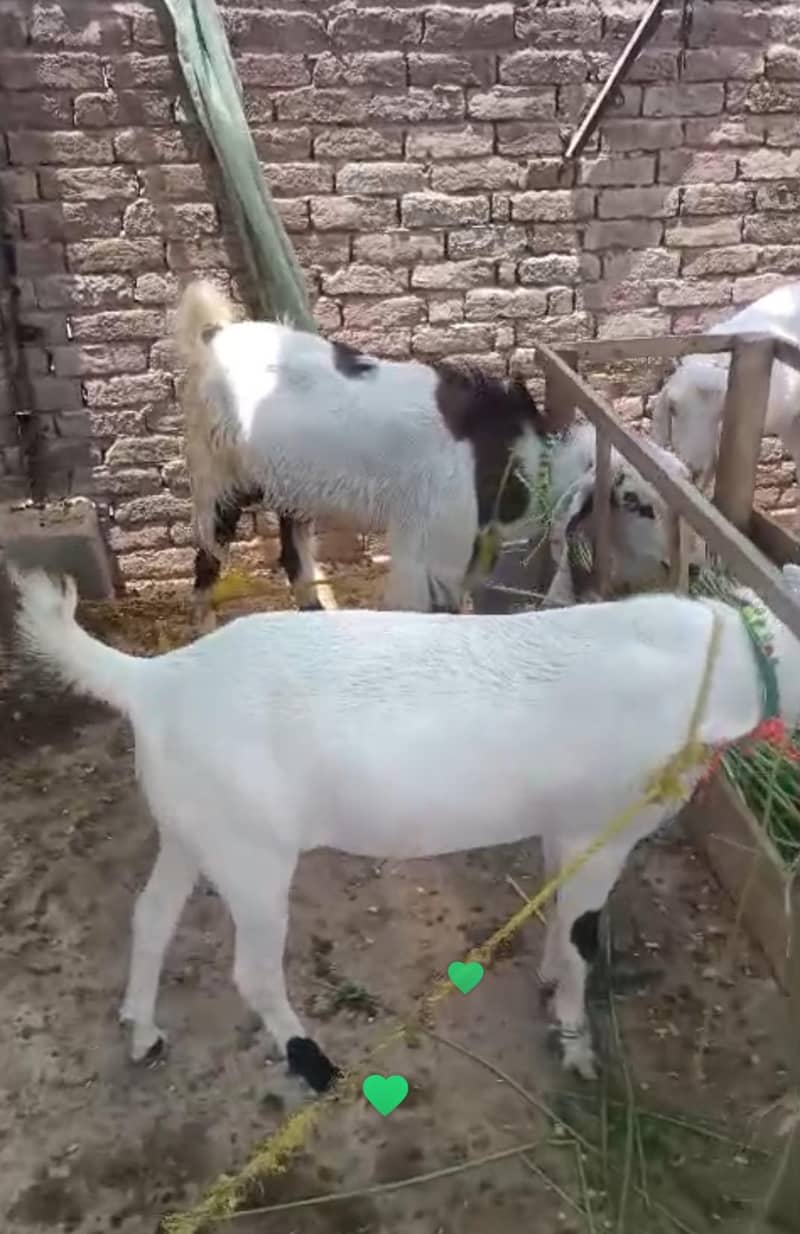 قربانی کے لیے بہترین بکرے۔ 1
