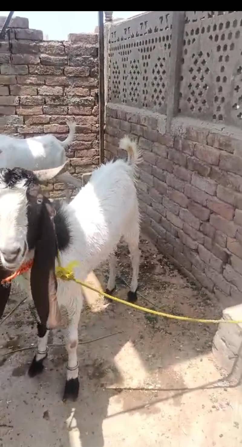 قربانی کے لیے بہترین بکرے۔ 2