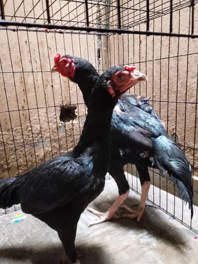 chicks
