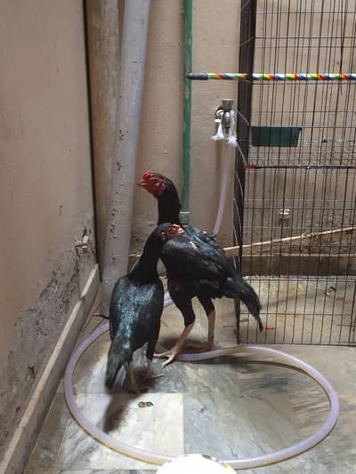 chicks