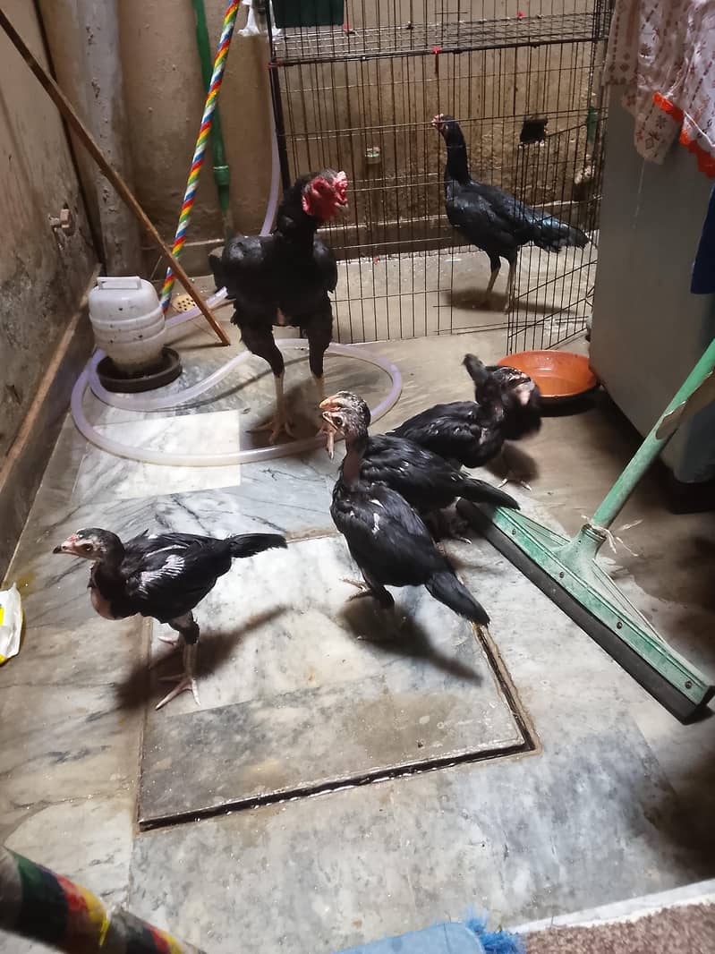chicks 1
