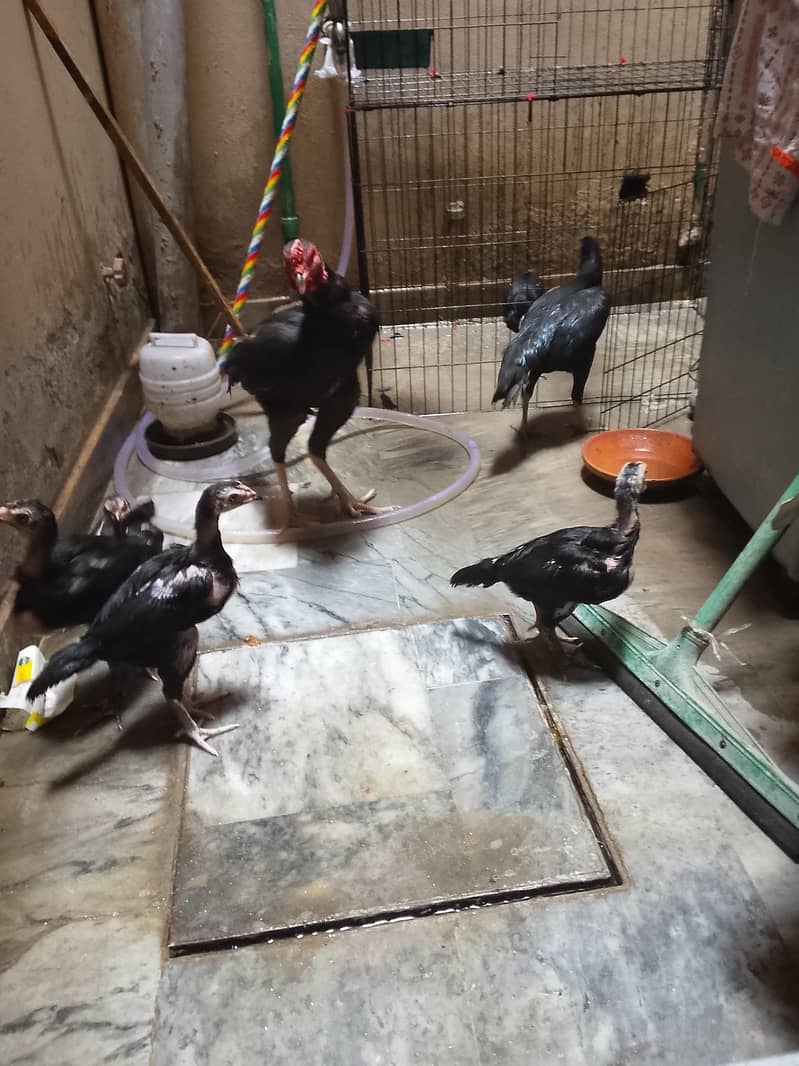 chicks 2