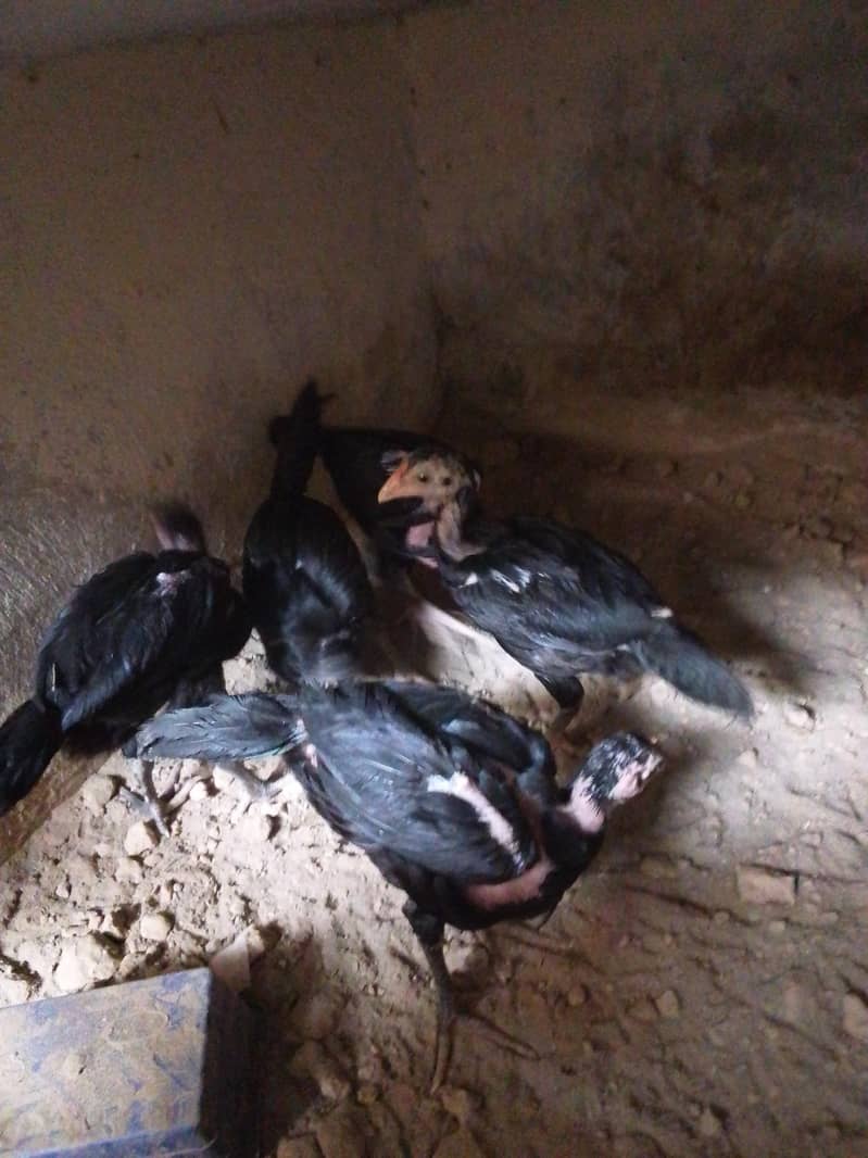 chicks 3
