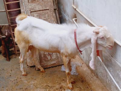 Ghar ka Pala hua Bakra