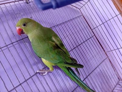 ringneck pair