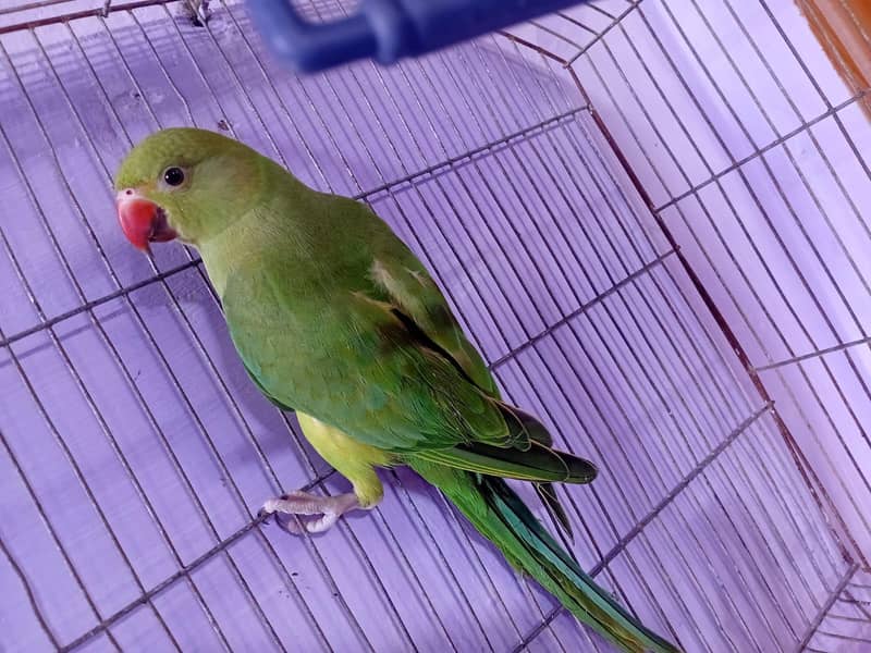 ringneck pair 0