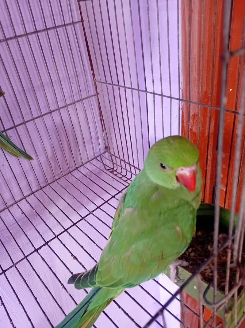 ringneck pair 1