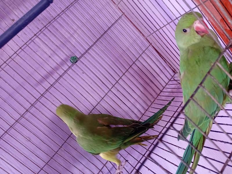 ringneck pair 2