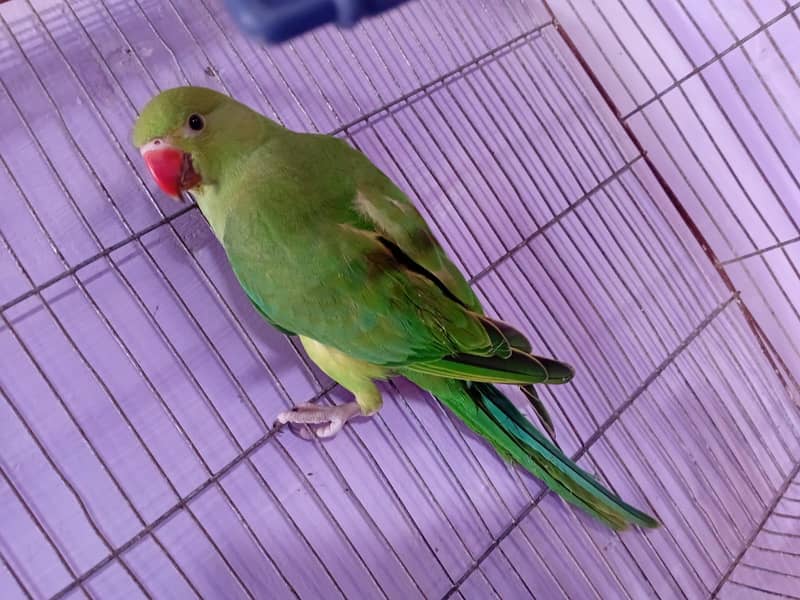 ringneck pair 3