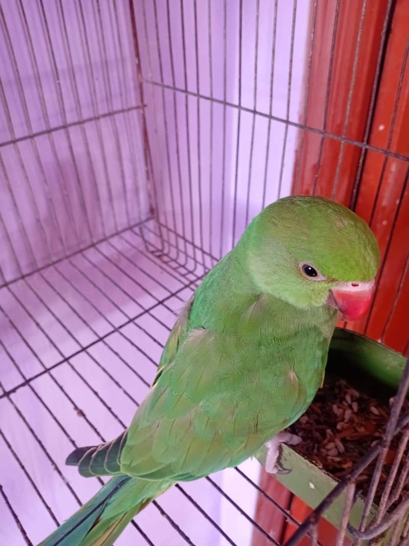 ringneck pair 4