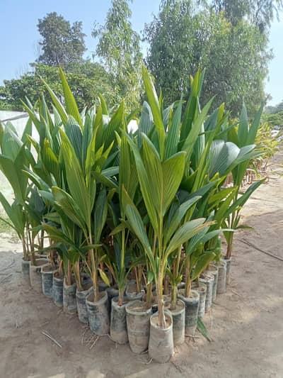 coconut plants for sale