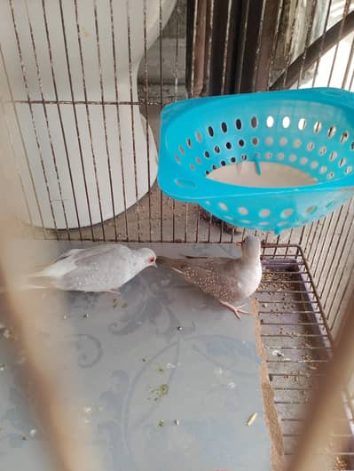 Diamond Dove Pair