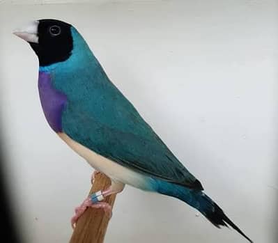 Blue Goldian Finch breeder pair | Common Goldian | Yellow Goldian sale