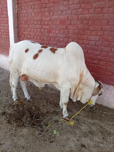 2 dant bachra for sale