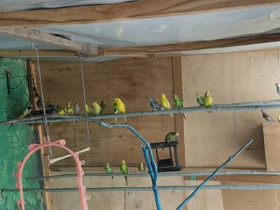 birds setup for sale
