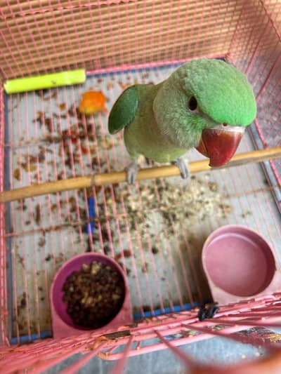 Kashmiri Raw Parrot For Sale