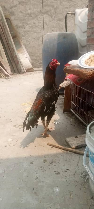 mianwali Aseel murga