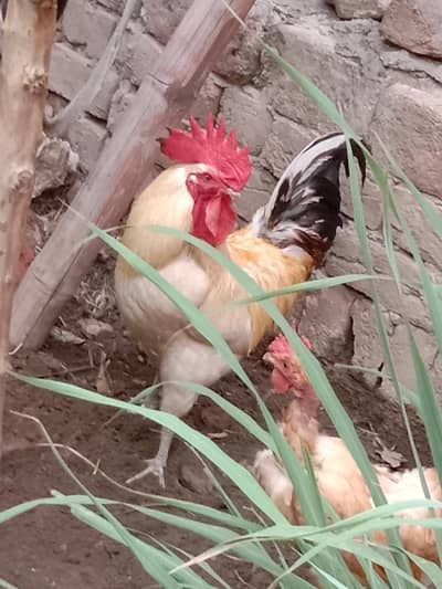 Dessi Hens For Sale| Misri Golden Hens| Dessi Murghian