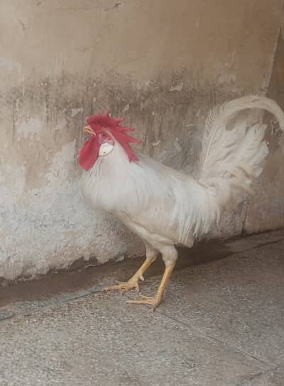 4 hens, 3 male totally home growth chicken