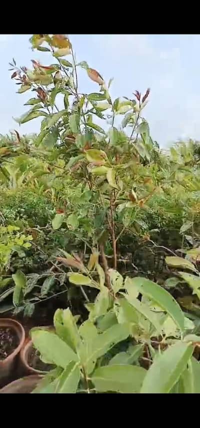 Jaman plants for sale