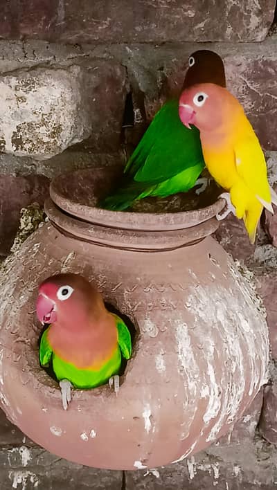 Love Bird per piece