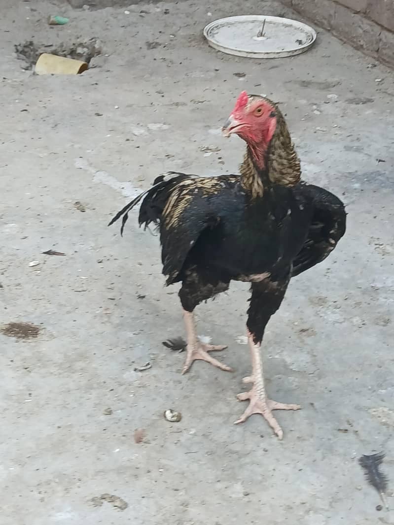 The hens 2