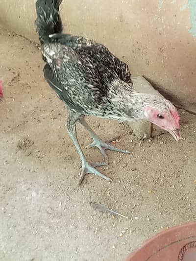 Desi patta for sale