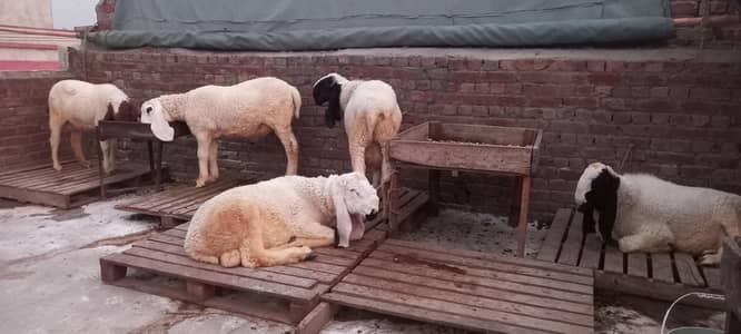 / دوندے چھترے  زندہ وزن  روپے  کلو1700