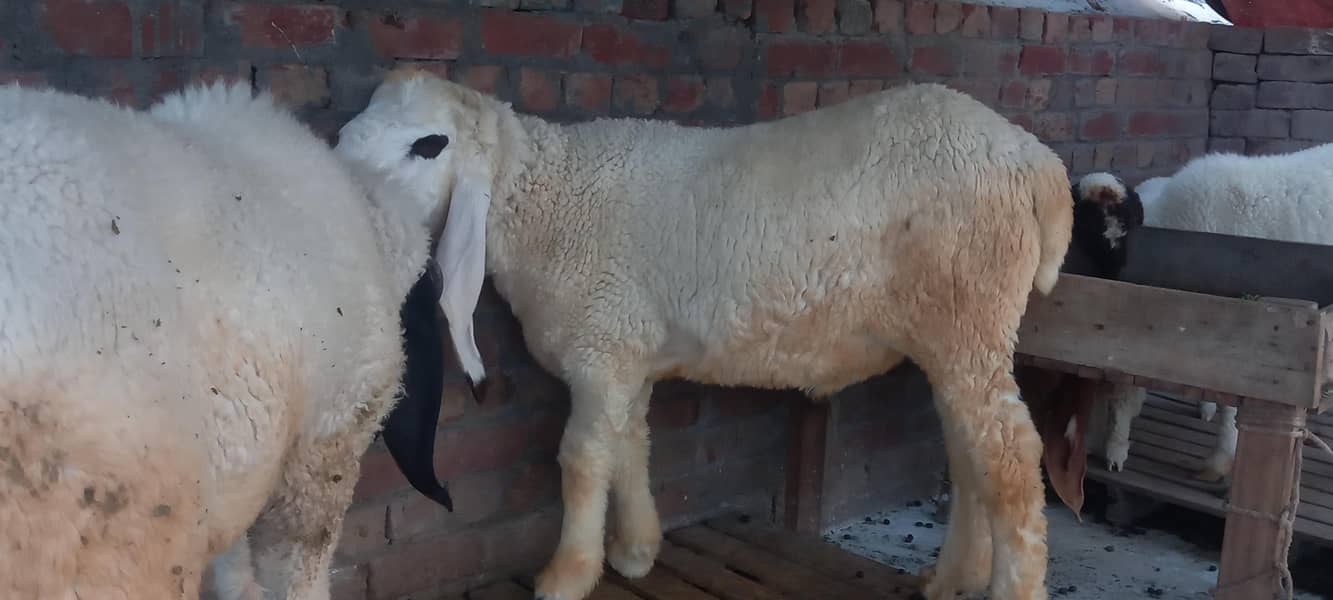 / دوندے چھترے  زندہ وزن  روپے  کلو1700 1