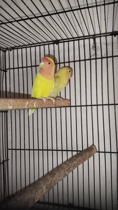 Comon Latino and pesstelino pair for sale
