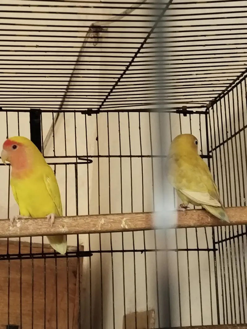 Comon Latino and pesstelino pair for sale — photo 2