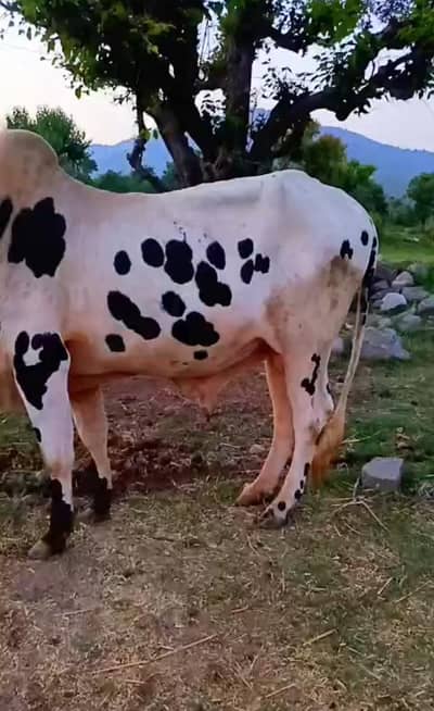Ox For sale