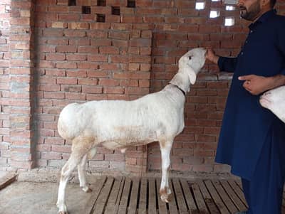 Chaki Dumba chatra Turkey Dumba
