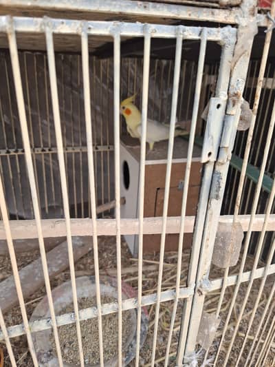 love birds and cockateil