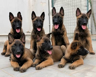 Belgian Malinois Puppies Available  Male & Female Puppies Available