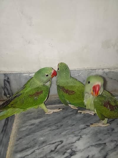Raw parrot chick