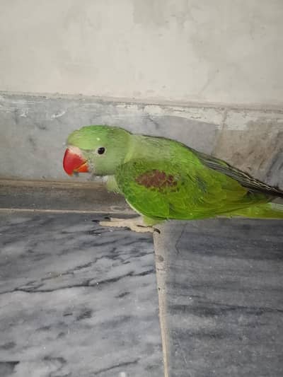 Raw parrot chick